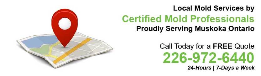 360 Mold Services - Certified Mold Professionals in Muskoka, Ontario Banner